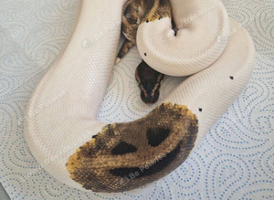Various snakes available