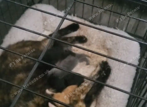 2 remaining stunning kittens