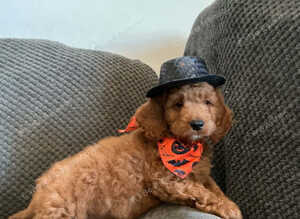 6 FOX RED CAVAPOO BOYS READY NOW