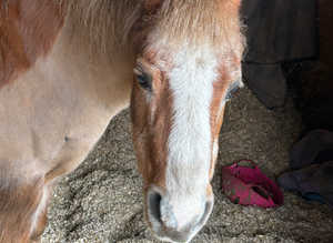 Sole use grazing wanted