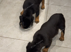 Stunning Rottie bitch pup