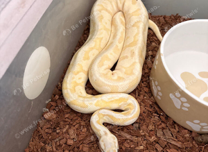 Banana super pastel fire
