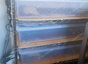 3 times royal python and racking