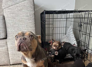 Unique french bulldog pups all priced differently