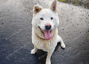 Japanese Akita