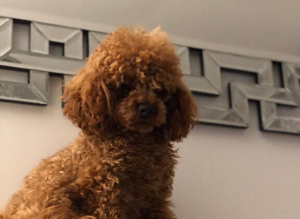 KC RED TOY POODLE STUD