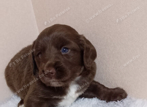 Cocker spaniel puppys