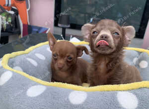 2 male toy chihuahua puppies left ready to leave now