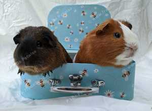 Powys Small Pet Boarding