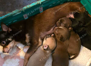 Adorable chihuahua puppies ready for ther forever home