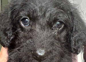 Stunning fluffy boy f1 Doxiepoo