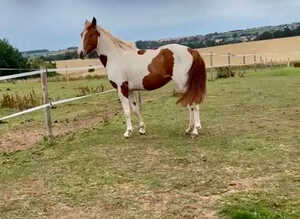 Beautiful coloured filly