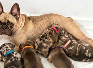 French bulldog puppies ready to leave