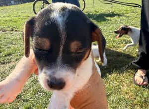 Jack Russel