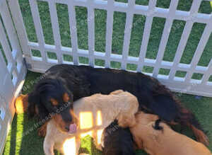 Show type working cocker spaniel puppies for sale