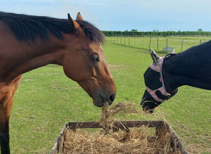 16.3 hh TB Gelding