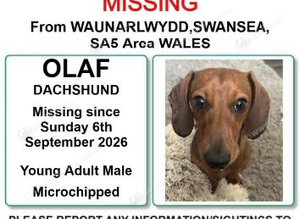 Missing dachshund