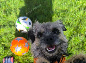 Bargain! The perfect canine friend for you!