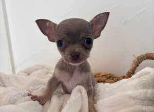 Xs teacup chihuaha female