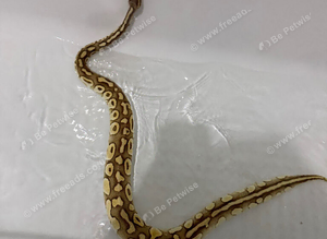 Pastel lesser BP