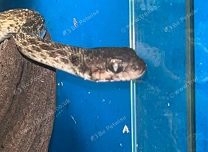 Madagascan cat eyed snaked