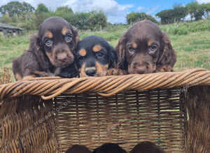 Kc cocker spaniel pups