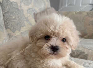 Beautiful Shihpoo Puppies