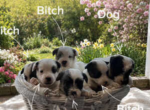 KC REGISTERED Parson russell pups