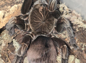 AF Pamphobeteus Machala