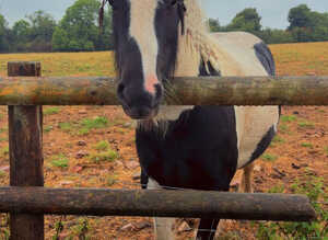 12.2 mini gelding cob