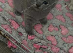 british shorthair kittend