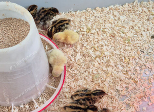 Jumbo coturnix white and brown quails chicks
