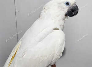 Handreared silly tame baby umbrella cockatoo weaned !