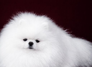 KC reg STUD Exceptional White Pomeranian - Top Quality