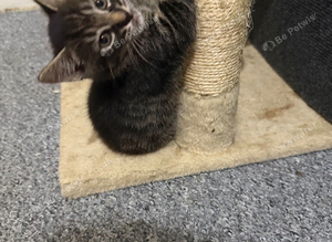 Kittens