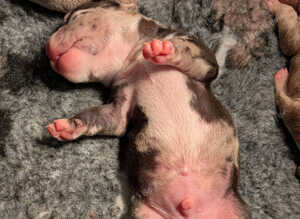 Beautiful Pocket Bullies