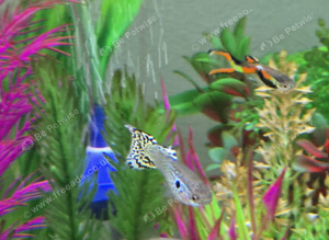 Guppies for Sale