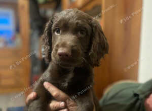 Cocker Spaniel boy
