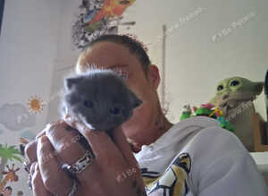 Russian blue babies