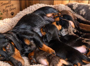 Beautiful dachshund puppies