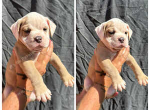 7 olde English bulldog