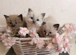 RAGDOLL KITTENS