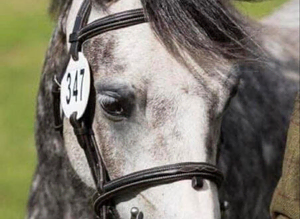 Registered Welsh section C Gelding
