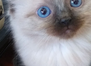 Beautiful ragdoll kittens