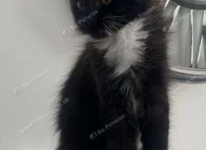 pure maine coon reduces last female left ready now