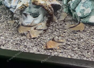 False bandit corys