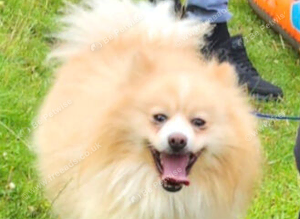 Standard cream pomeranian