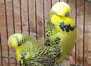 Exposition Budgies