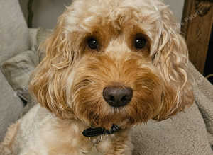 STUD cockapoo