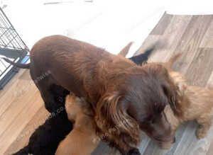 Cockapoo puppies